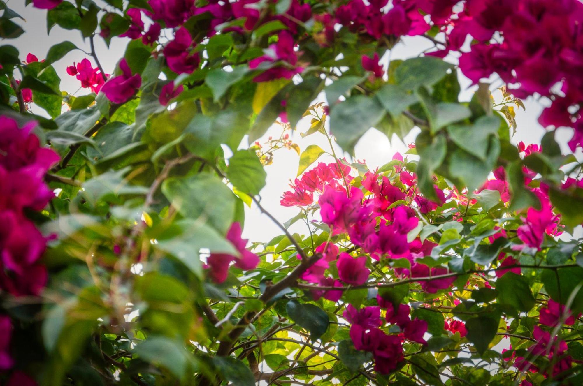 Chic Stay Hana Boutique Hotel Luang Prabang Esterno foto